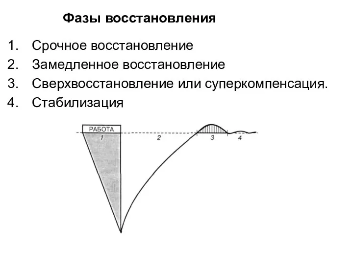 Фазы восстановления Срочное восстановление Замедленное восстановление Сверхвосстановление или суперкомпенсация. Стабилизация