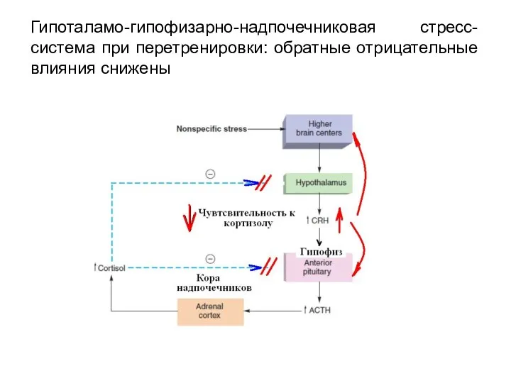 Гипоталамо-гипофизарно-надпочечниковая стресс-система при перетренировки: обратные отрицательные влияния снижены