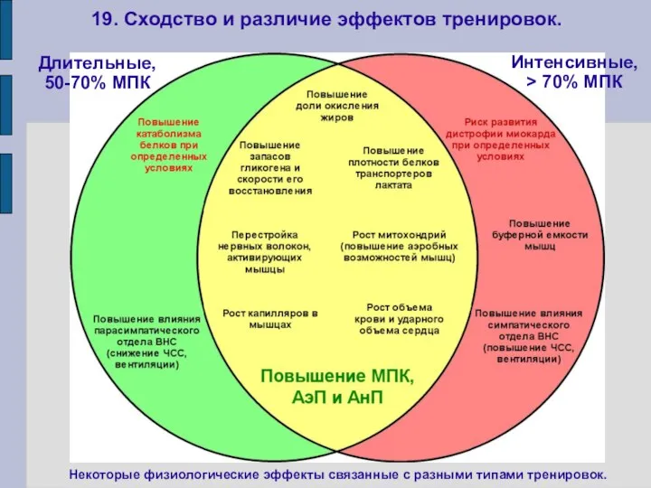 19. Сходство и различие эффектов тренировок. Некоторые физиологические эффекты связанные с