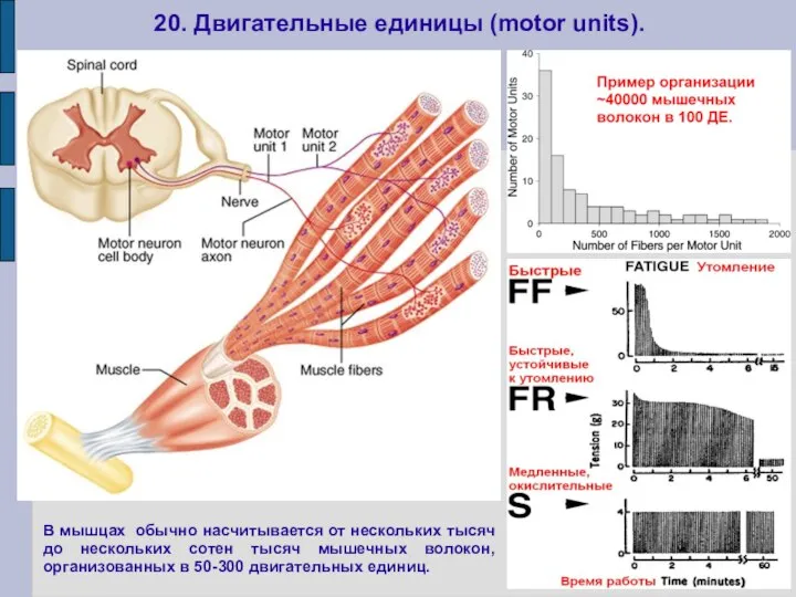 20. Двигательные единицы (motor units). В мышцах обычно насчитывается от нескольких