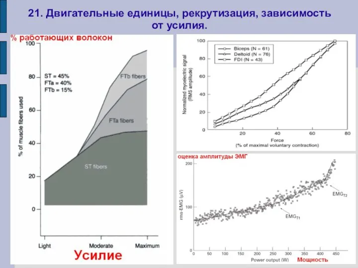 21. Двигательные единицы, рекрутизация, зависимость от усилия.