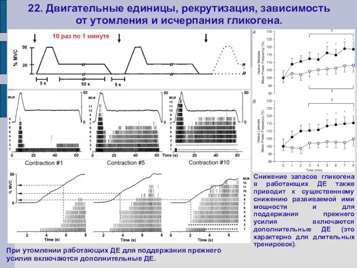 22. Двигательные единицы, рекрутизация, зависимость от утомления и исчерпания гликогена. При