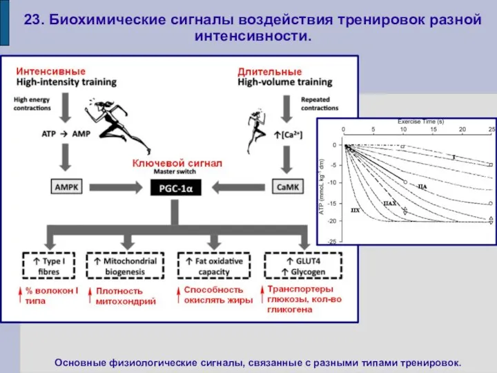 23. Биохимические сигналы воздействия тренировок разной интенсивности. Основные физиологические сигналы, связанные с разными типами тренировок.