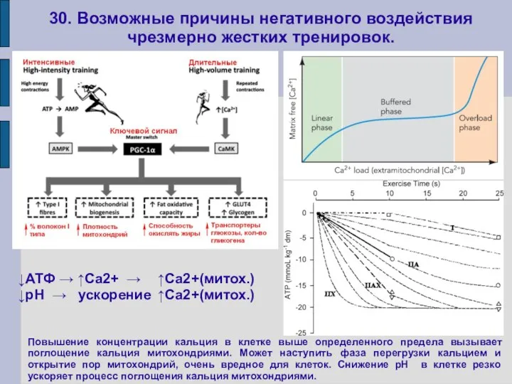 30. Возможные причины негативного воздействия чрезмерно жестких тренировок. Повышение концентрации кальция