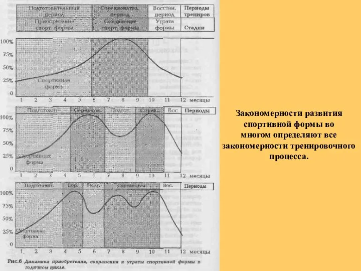 Закономерности развития спортивной формы во многом определяют все закономерности тренировочного процесса.