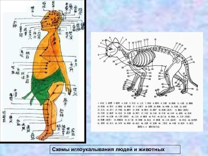 Схемы иглоукалывания людей и животных