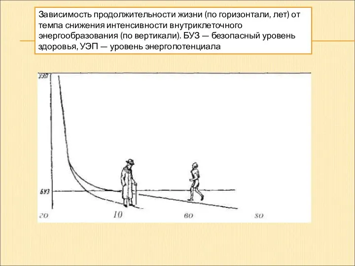 Зависимость продолжительности жизни (по горизонтали, лет) от темпа снижения интенсивности внутриклеточного