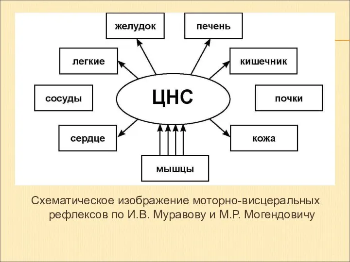 Схематическое изображение моторно-висцеральных рефлексов по И.В. Муравову и М.Р. Могендовичу