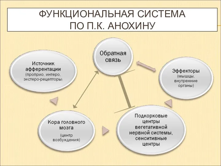 ФУНКЦИОНАЛЬНАЯ СИСТЕМА ПО П.К. АНОХИНУ