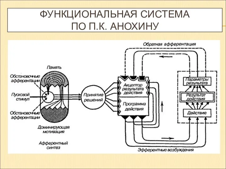 ФУНКЦИОНАЛЬНАЯ СИСТЕМА ПО П.К. АНОХИНУ