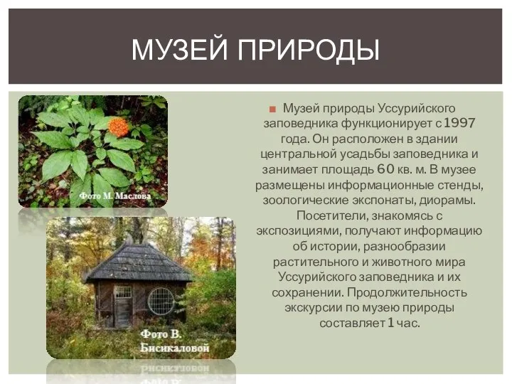 Музей природы Уссурийского заповедника функционирует с 1997 года. Он расположен в