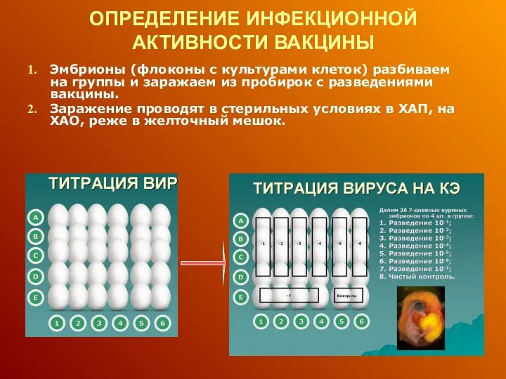 ОПРЕДЕЛЕНИЕ ИНФЕКЦИОННОЙ АКТИВНОСТИ ВАКЦИНЫ Эмбрионы (флоконы с культурами клеток) разбиваем на