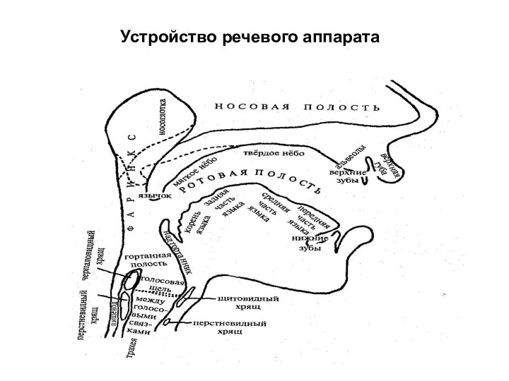 Устройство речевого аппарата