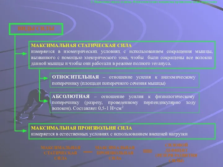 3. Мышечная сила и ее виды. Физиологические механизмы проявления силы спортсмена