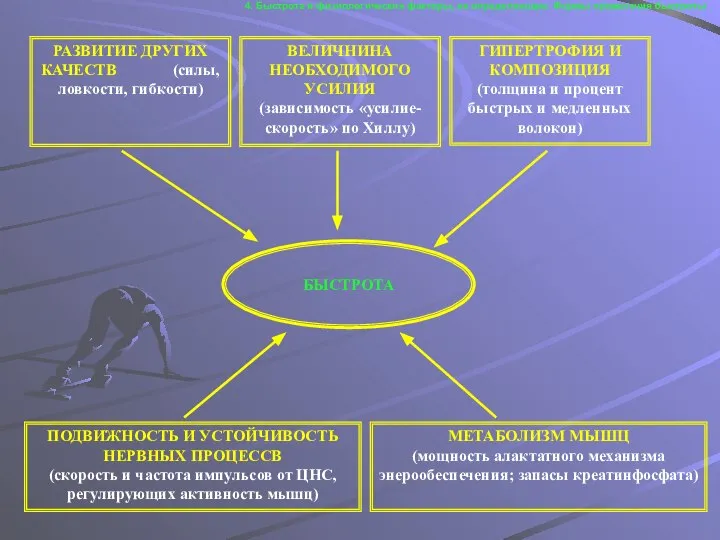 БЫСТРОТА РАЗВИТИЕ ДРУГИХ КАЧЕСТВ (силы, ловкости, гибкости) ВЕЛИЧНИНА НЕОБХОДИМОГО УСИЛИЯ (зависимость