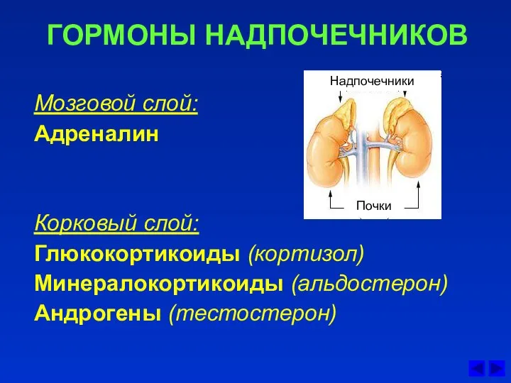 ГОРМОНЫ НАДПОЧЕЧНИКОВ Мозговой слой: Адреналин Корковый слой: Глюкокортикоиды (кортизол) Минералокортикоиды (альдостерон) Андрогены (тестостерон) Почки Надпочечники