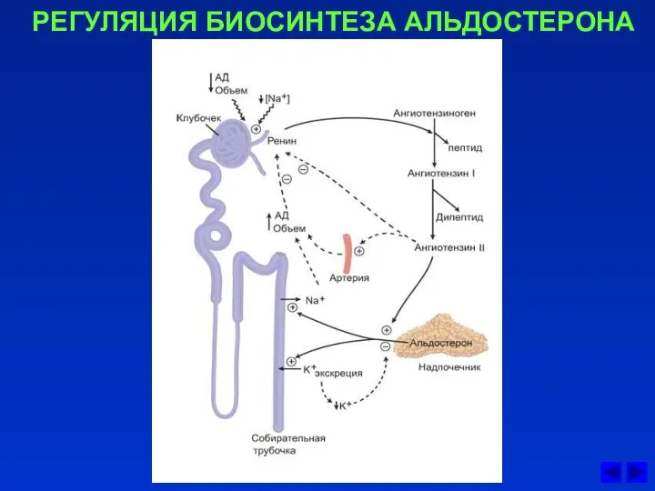 РЕГУЛЯЦИЯ БИОСИНТЕЗА АЛЬДОСТЕРОНА