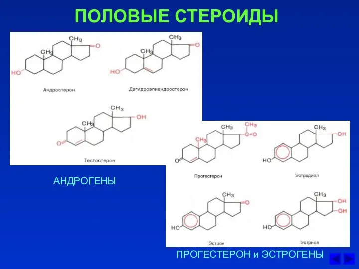 ПОЛОВЫЕ СТЕРОИДЫ АНДРОГЕНЫ ПРОГЕСТЕРОН и ЭСТРОГЕНЫ