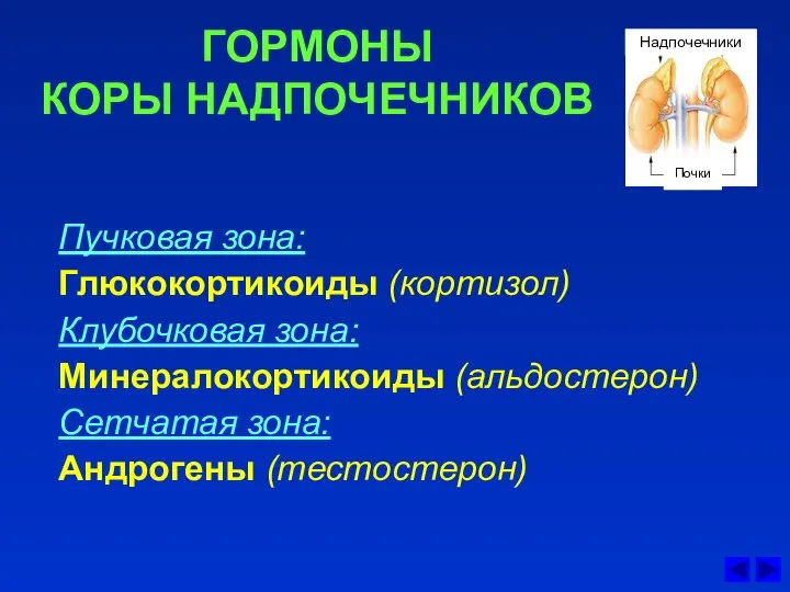 ГОРМОНЫ КОРЫ НАДПОЧЕЧНИКОВ Пучковая зона: Глюкокортикоиды (кортизол) Клубочковая зона: Минералокортикоиды (альдостерон) Сетчатая зона: Андрогены (тестостерон)