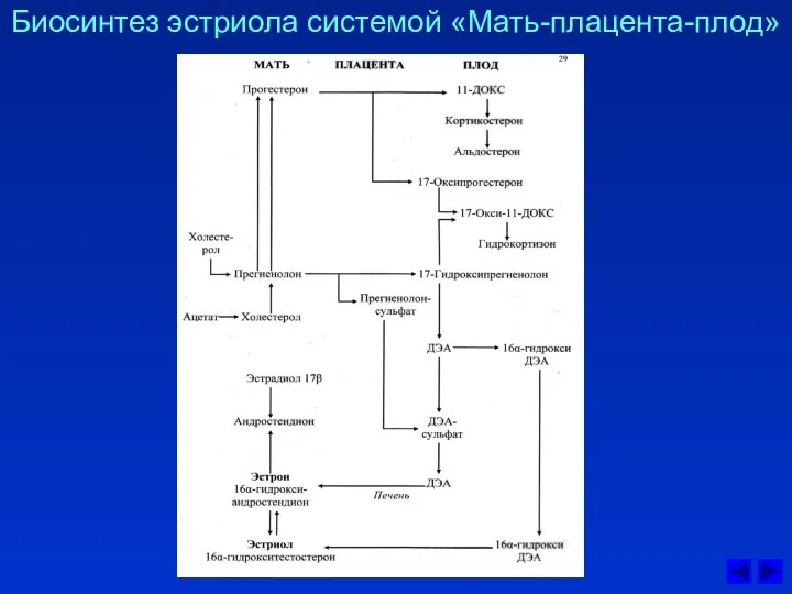 Биосинтез эстриола системой «Мать-плацента-плод»