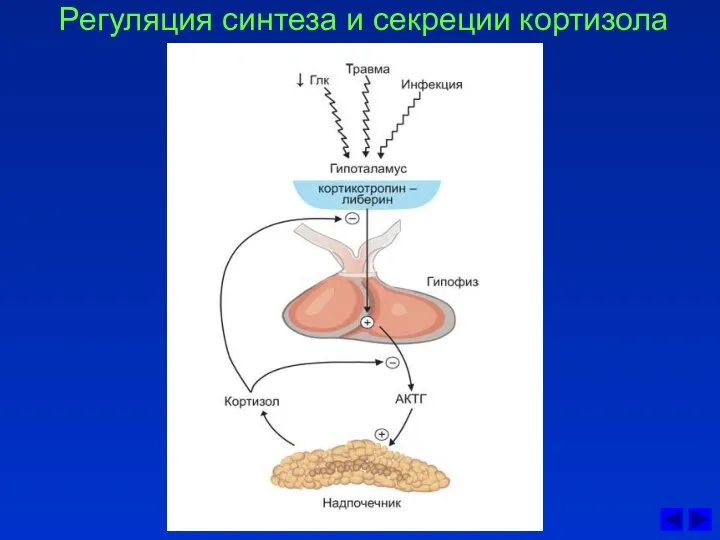 Регуляция синтеза и секреции кортизола