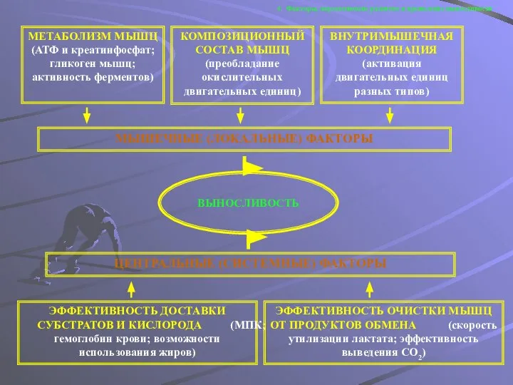 4. Факторы, определяющие развитие и проявление выносливости ВЫНОСЛИВОСТЬ МЫШЕЧНЫЕ (ЛОКАЛЬНЫЕ) ФАКТОРЫ