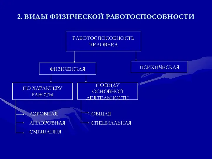 2. ВИДЫ ФИЗИЧЕСКОЙ РАБОТОСПОСОБНОСТИ РАБОТОСПОСОБНОСТЬ ЧЕЛОВЕКА ПСИХИЧЕСКАЯ ФИЗИЧЕСКАЯ ПО ХАРАКТЕРУ РАБОТЫ