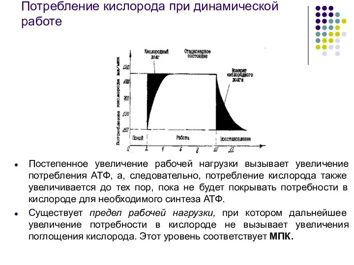 Потребление кислорода при динамической работе Постепенное увеличение рабочей нагрузки вызывает увеличение