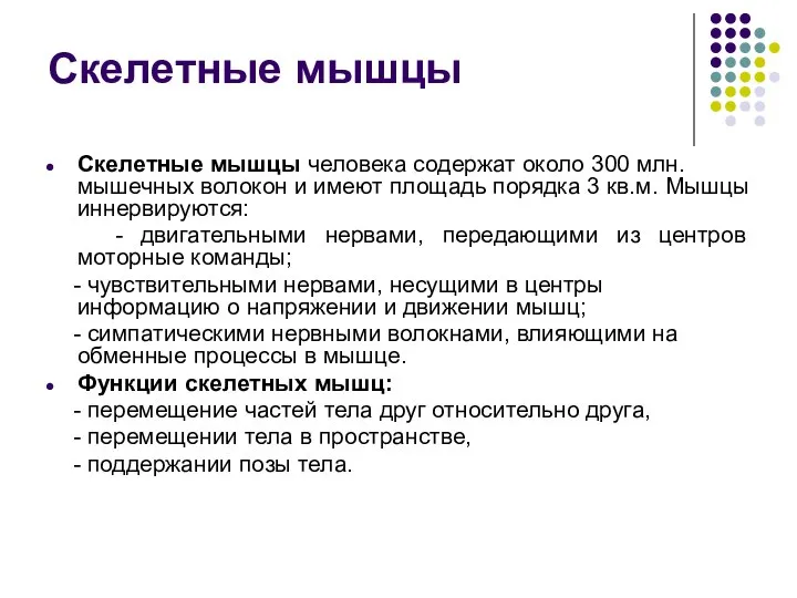 Скелетные мышцы Скелетные мышцы человека содержат около 300 млн. мышечных волокон