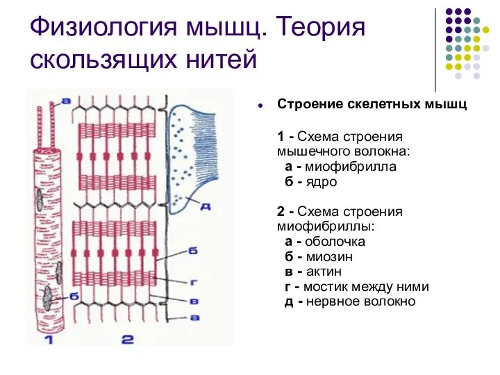 Физиология мышц. Теория скользящих нитей Строение скелетных мышц 1 - Схема