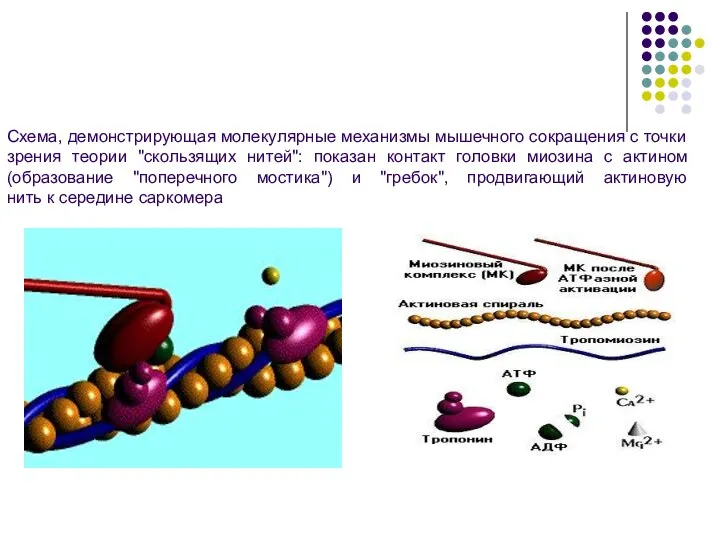 Схема, демонстрирующая молекулярные механизмы мышечного сокращения с точки зрения теории "скользящих