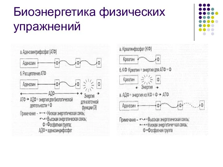 Биоэнергетика физических упражнений