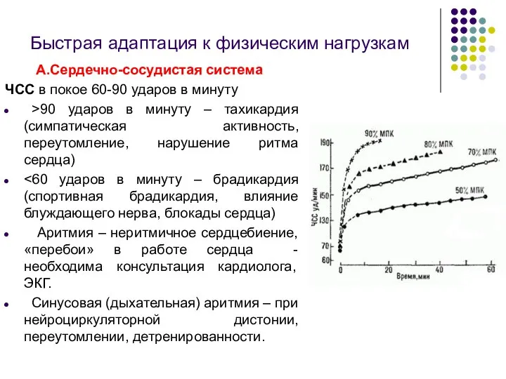 Быстрая адаптация к физическим нагрузкам А.Сердечно-сосудистая система ЧСС в покое 60-90