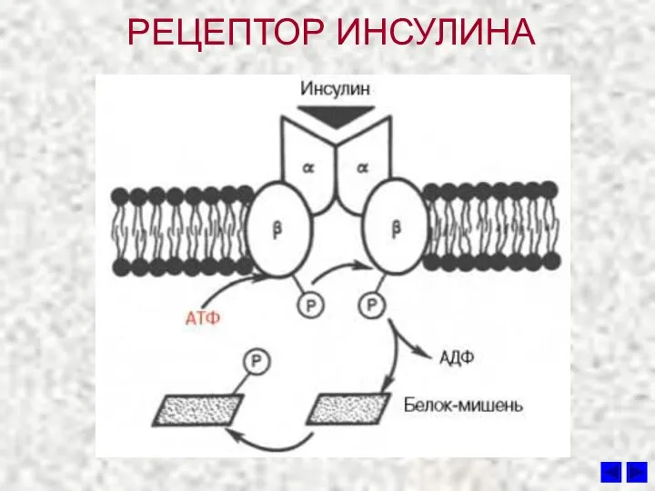 РЕЦЕПТОР ИНСУЛИНА