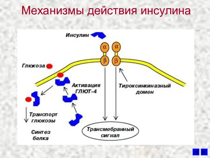 Механизмы действия инсулина