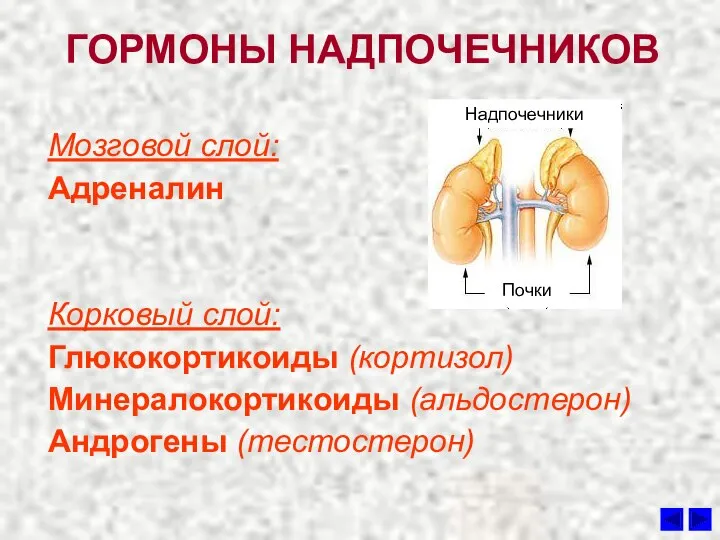 ГОРМОНЫ НАДПОЧЕЧНИКОВ Мозговой слой: Адреналин Корковый слой: Глюкокортикоиды (кортизол) Минералокортикоиды (альдостерон) Андрогены (тестостерон) Почки Надпочечники