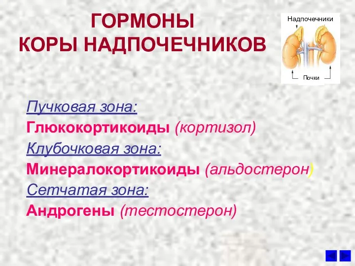 ГОРМОНЫ КОРЫ НАДПОЧЕЧНИКОВ Пучковая зона: Глюкокортикоиды (кортизол) Клубочковая зона: Минералокортикоиды (альдостерон) Сетчатая зона: Андрогены (тестостерон)