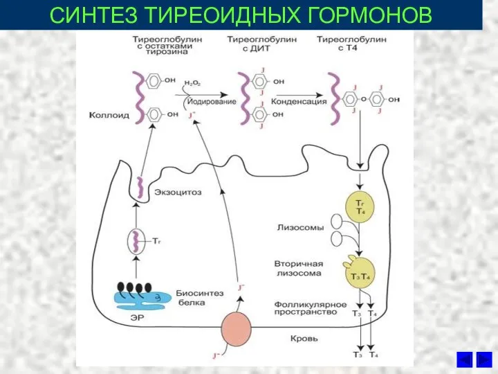 СИНТЕЗ ТИРЕОИДНЫХ ГОРМОНОВ