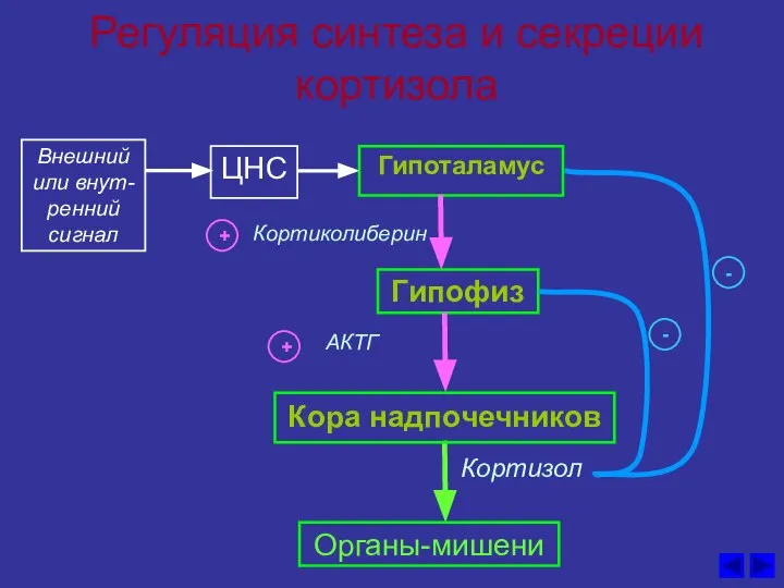 Регуляция синтеза и секреции кортизола ЦНС Кортиколиберин Гипоталамус Гипофиз АКТГ Кора