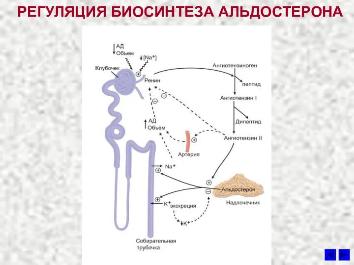 РЕГУЛЯЦИЯ БИОСИНТЕЗА АЛЬДОСТЕРОНА