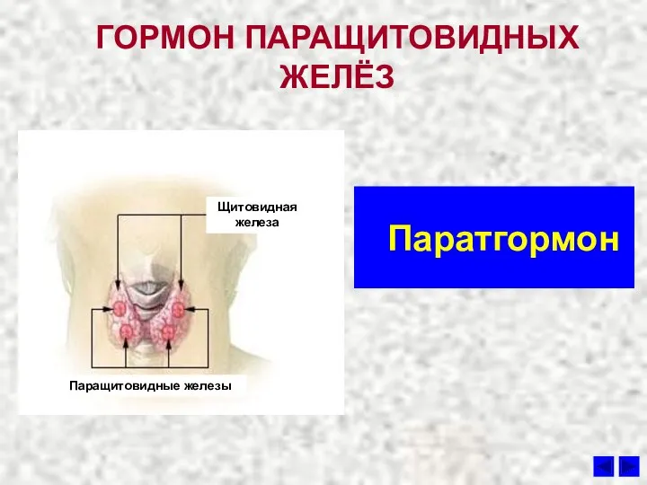 ГОРМОН ПАРАЩИТОВИДНЫХ ЖЕЛЁЗ Паратгормон