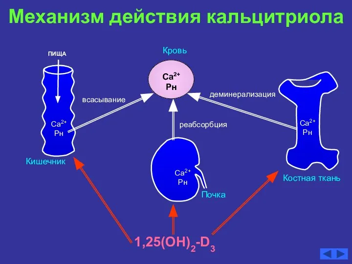 Механизм действия кальцитриола Костная ткань Са2+ Рн ПИЩА Кровь реабсорбция деминерализация