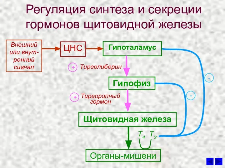 Регуляция синтеза и секреции гормонов щитовидной железы ЦНС Тиреолиберин Гипоталамус Гипофиз