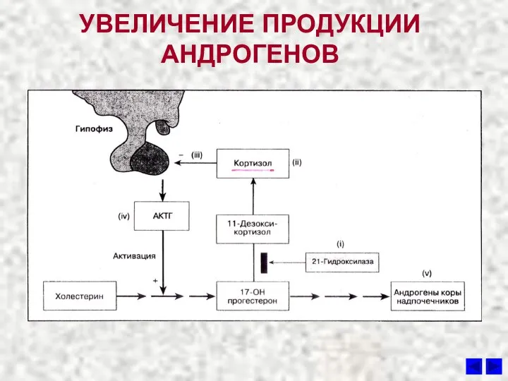 УВЕЛИЧЕНИЕ ПРОДУКЦИИ АНДРОГЕНОВ