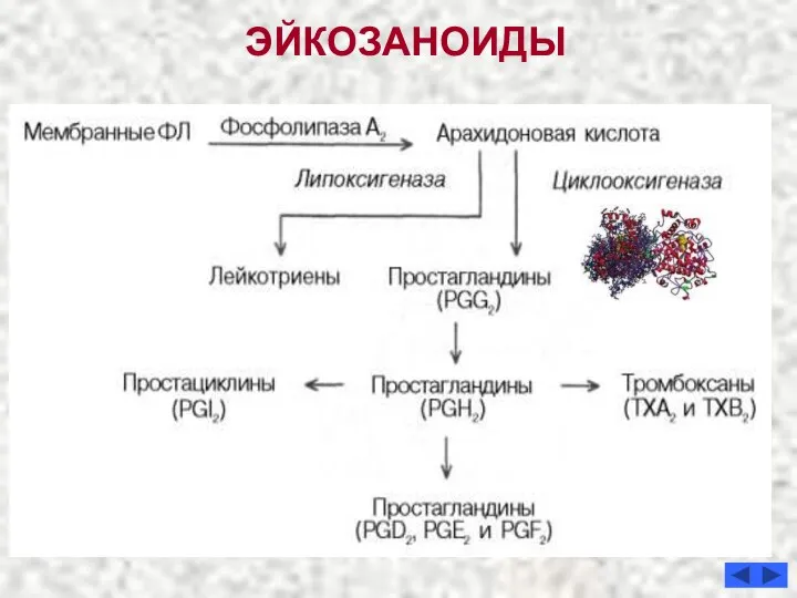 ЭЙКОЗАНОИДЫ