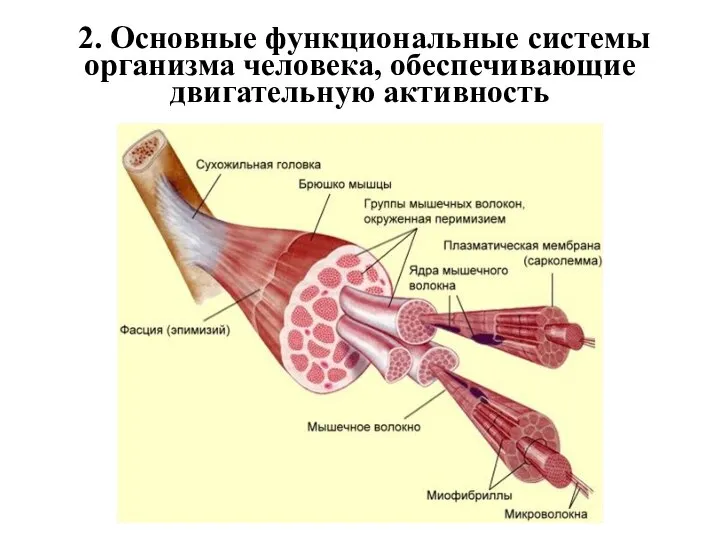 2. Основные функциональные системы организма человека, обеспечивающие двигательную активность