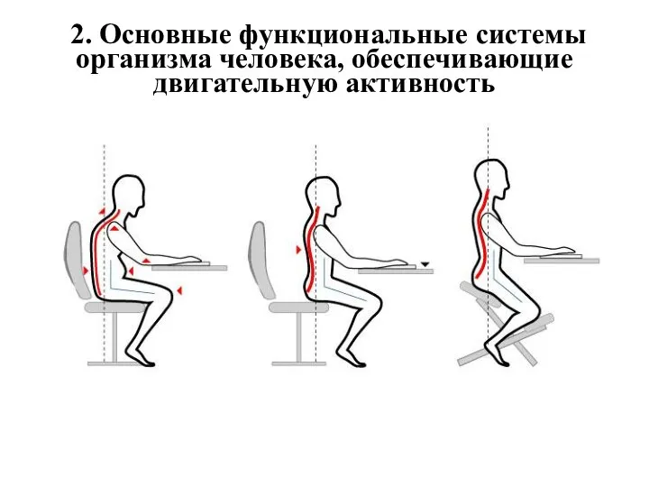 2. Основные функциональные системы организма человека, обеспечивающие двигательную активность