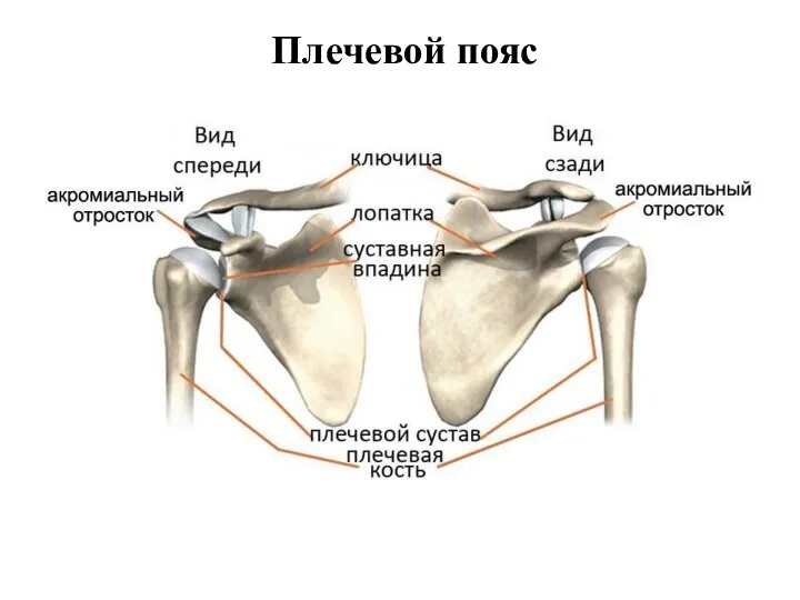 Плечевой пояс