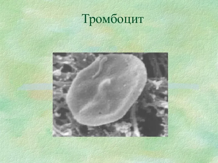 Тромбоцит