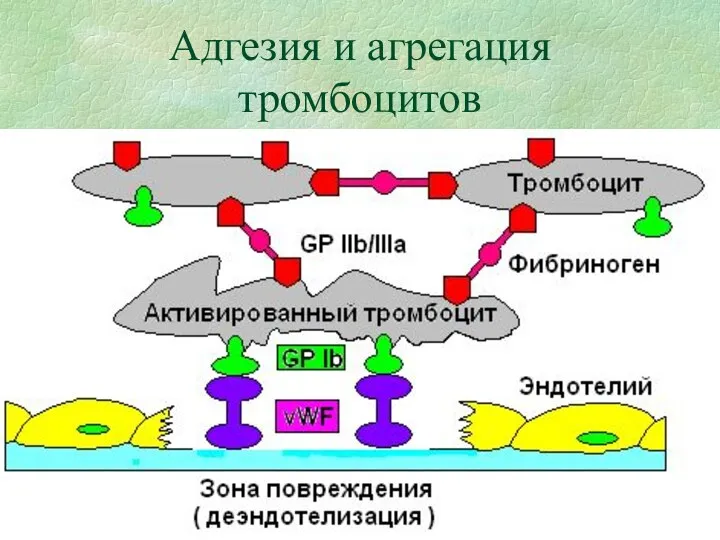 Адгезия и агрегация тромбоцитов